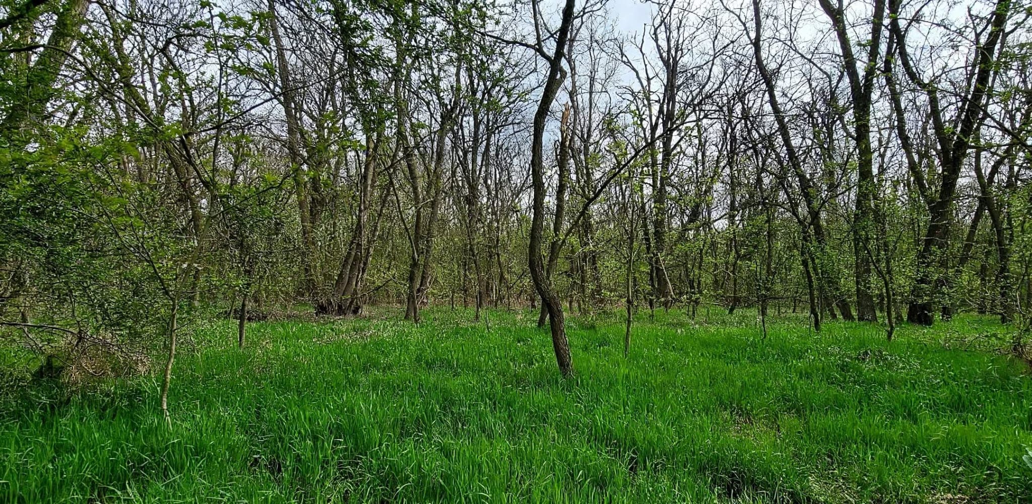 Pădure de foioase + teren intravilan 10.000 mp – Dragodana (sat Cuparu / Burduca), Dâmbovița – imagine 3