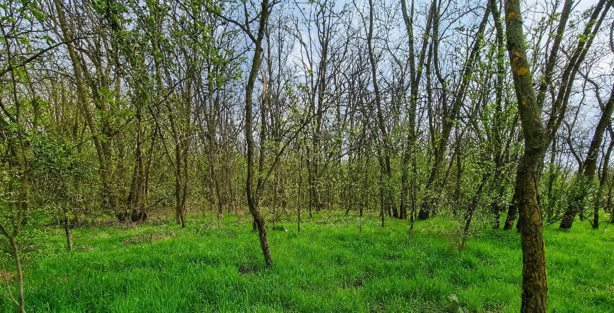 Pădure de foioase + teren intravilan 10.000 mp – Dragodana (sat Cuparu / Burduca), Dâmbovița