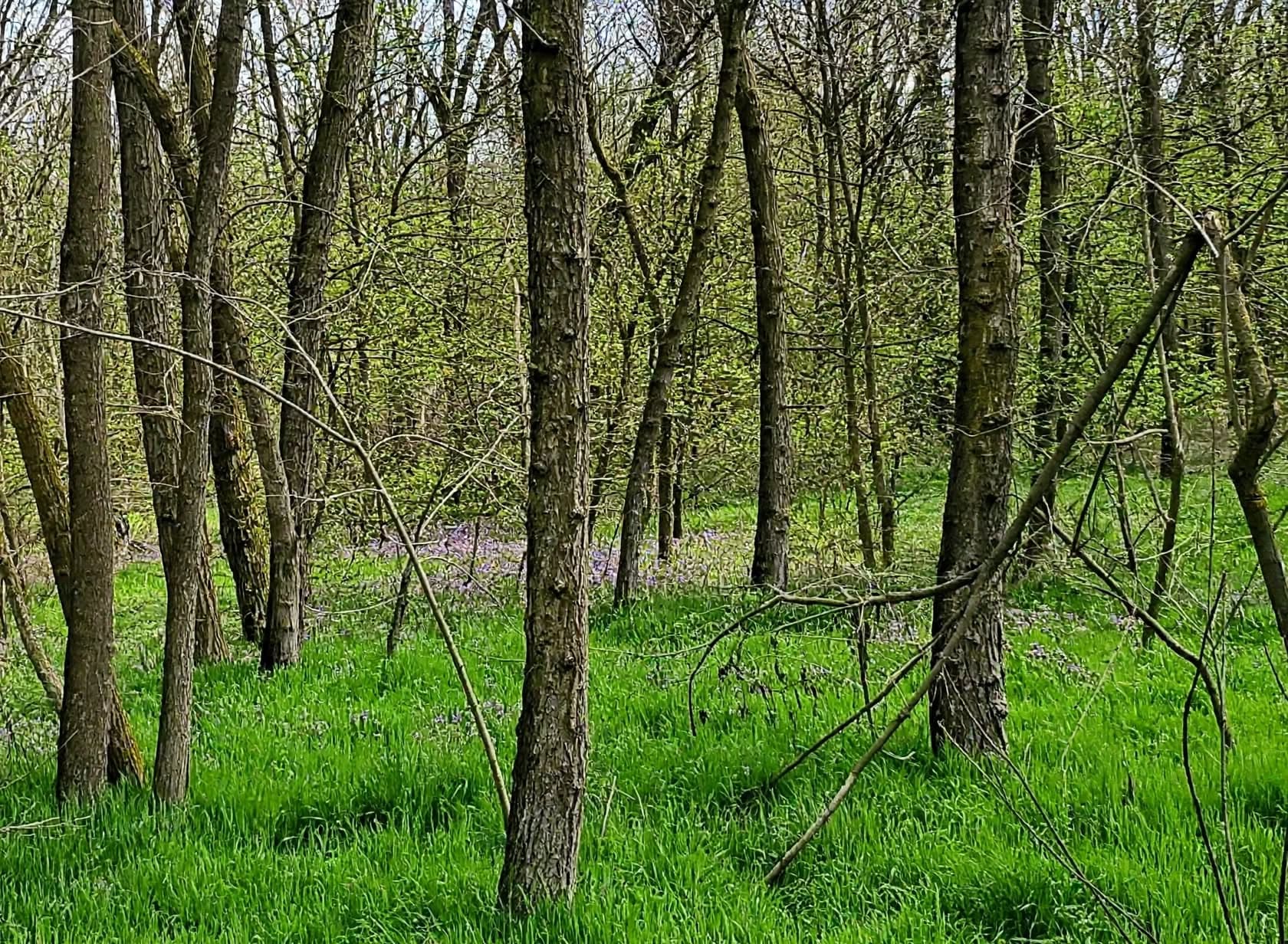 Pădure de foioase + teren intravilan 10.000 mp – Dragodana (sat Cuparu / Burduca), Dâmbovița – imagine 4