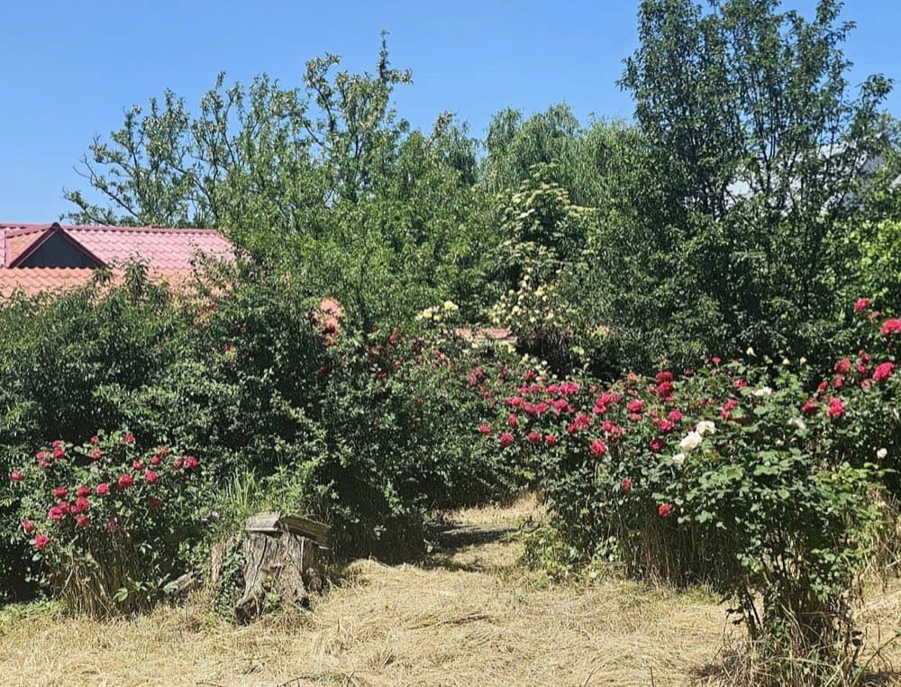 Superbă casă de vânzare în localitatea ROMANU+2078 mp teren+vie+livada, lângă Brăila! – miniatură 5