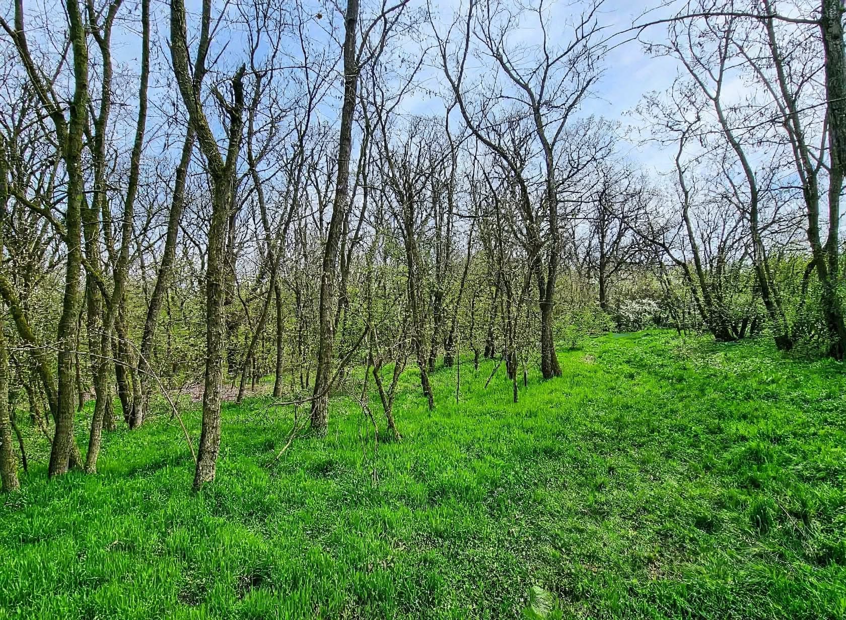 Pădure de foioase + teren intravilan 10.000 mp – Dragodana (sat Cuparu / Burduca), Dâmbovița – imagine 5