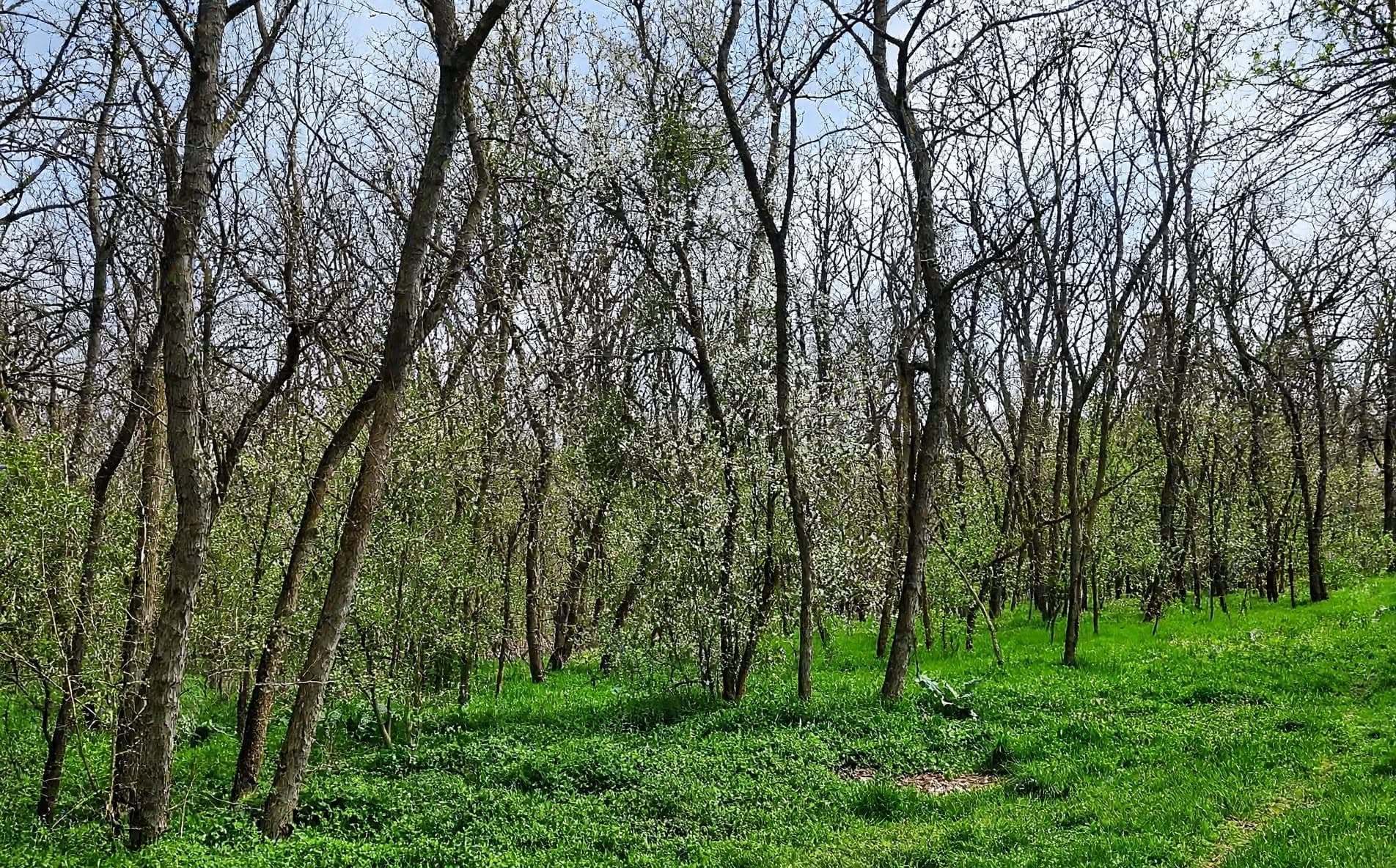 Pădure de foioase + teren intravilan 10.000 mp – Dragodana (sat Cuparu / Burduca), Dâmbovița – imagine 2