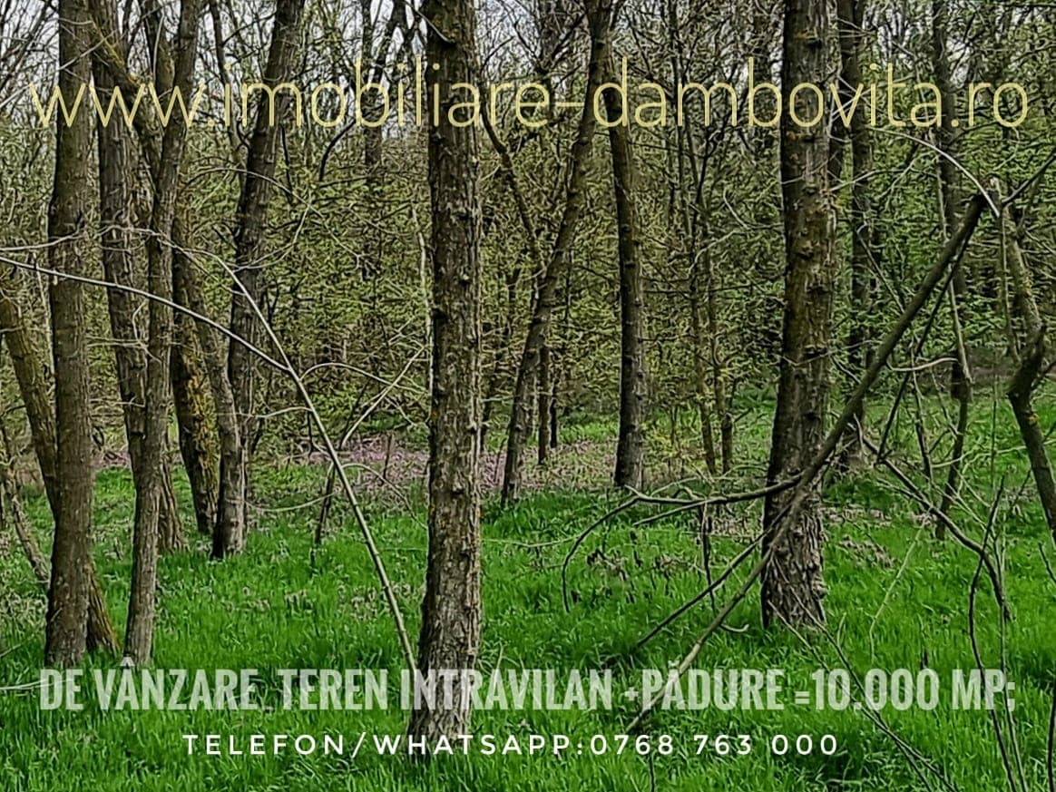 Vânzare pădure cu teren intravilan – Burducea, Dragodana – imagine 2